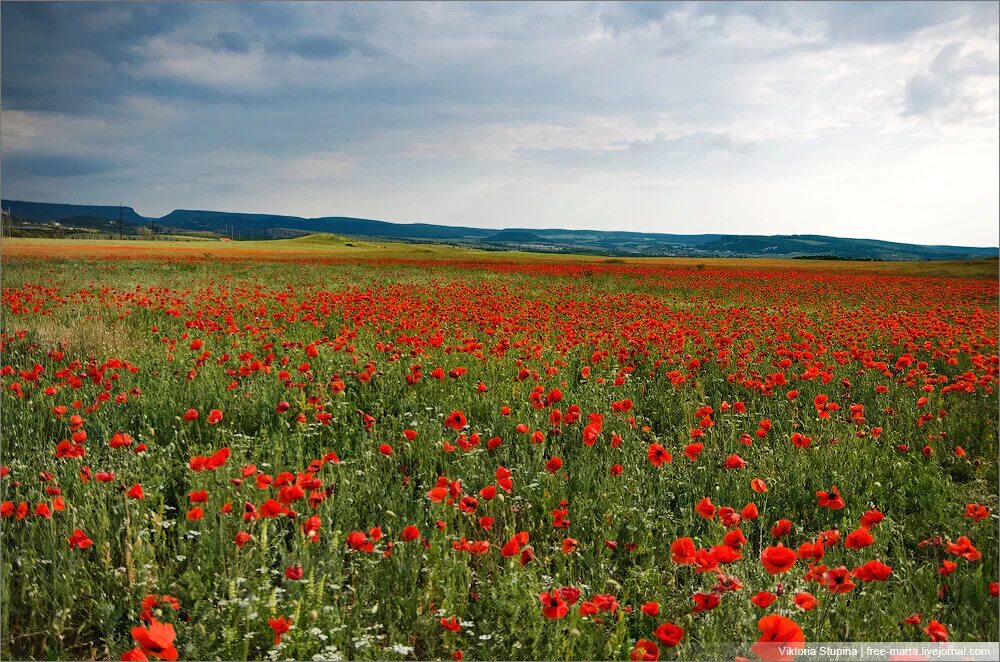 украина раздолье поле. ромашковое поле киров. поле с цветами ростов. цветение тюльпанов ремонтненский район. поле с цветами ростов.