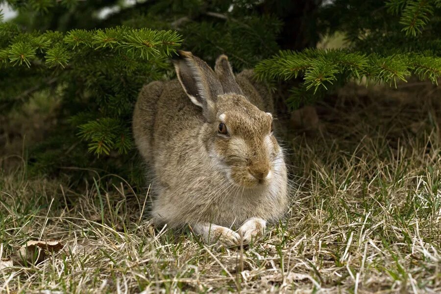 заяц и ель. заяц под кустом. заяц русак зимой. зайчик под елкой. зайчик под елкой.