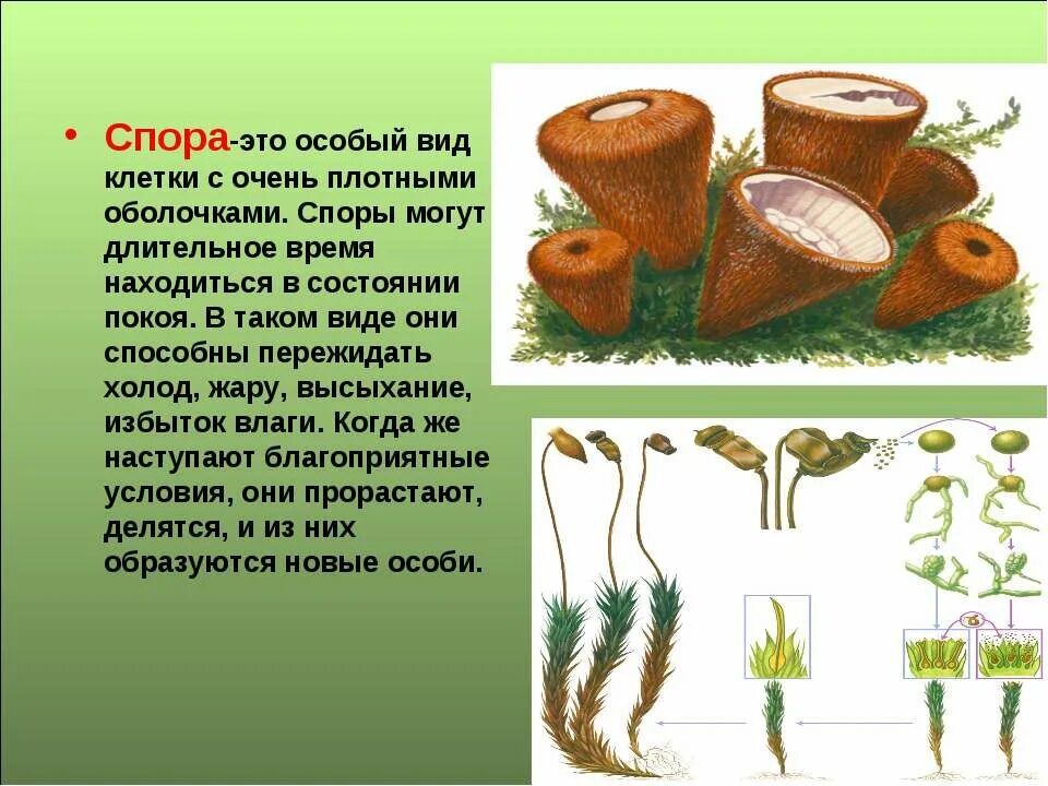 Размножение спор сообщение 6 класс. Спора. как выглядит спора. размножение с помощью спор сообщение. споры у кого.
