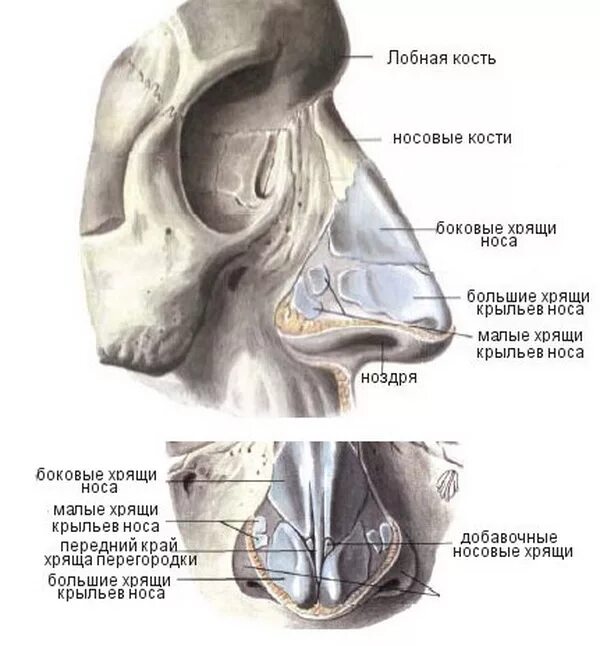 Строение наружного носа. Кости и хрящи носа анатомия. Наружный нос анатомия строение. Сесамовидные хрящи наружного носа:. Анатомия носа хрящи носа.