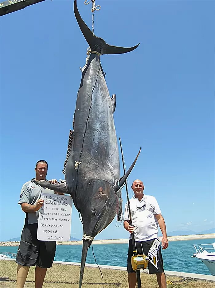 Рыба 5 метров. Гигантский Марлин рыба. Марлин 500 кг. Голубой Марлин рыба вес. Марлин рыба вес.