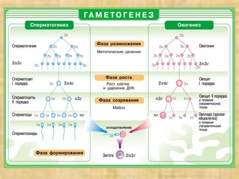 Этапы сперматогенеза и овогенеза. Схема сперматогенеза и овогенеза. Сперматоцит 1 порядка. Стадии сперматогенеза и овогенеза.