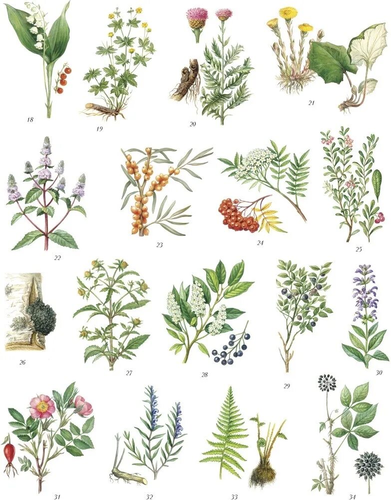 Молочай осот огородный. Черноголовка обыкновенная препараты. Найти лекарственное растение. Найти лекарственное растение. Лечебные травы.