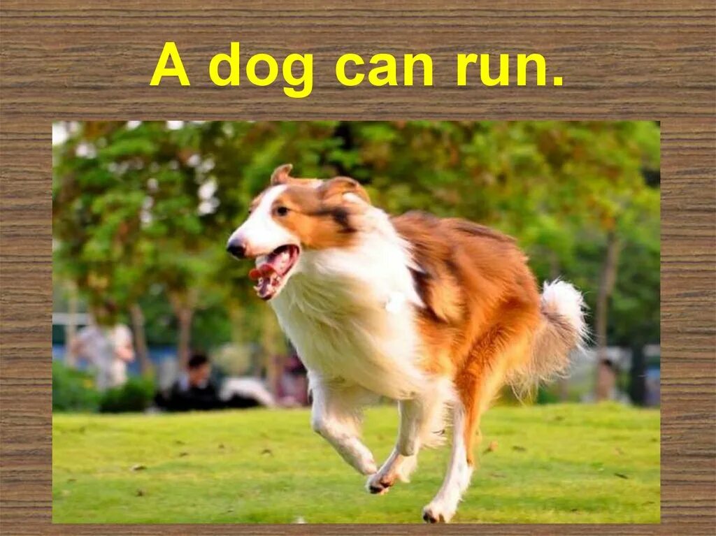 Can Run. A Dog can. A Dog can Run 2 класс. Dog can картинка для детей английский. My dog can jump