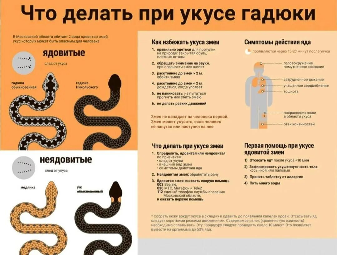 Как не допустить укуса гадюки. Первая помощь при укас змейц. первая помощь пр. укусе гад. что делать при укусе змеи гадюки. при укусах ядовитых змей.