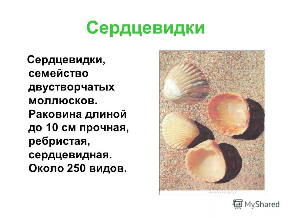Церастодерма ламарка моллюск. Семейство двустворчатых моллюсков. Семейство двустворчатых моллюсков. Морской гребешок мидия перловица устрица. Двустворчатые моллюски азовского моря.