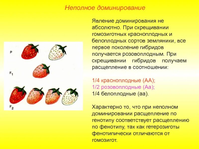 Старые сорта растений. Старые сорта растений