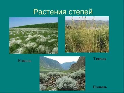 В степной зоне преобладает