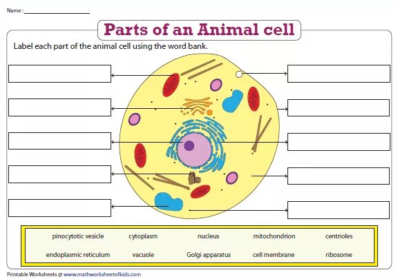 Cell structure Worksheet. Tasks for Biology. Cells Worksheets. Biology Worksheets. Worksheets cells