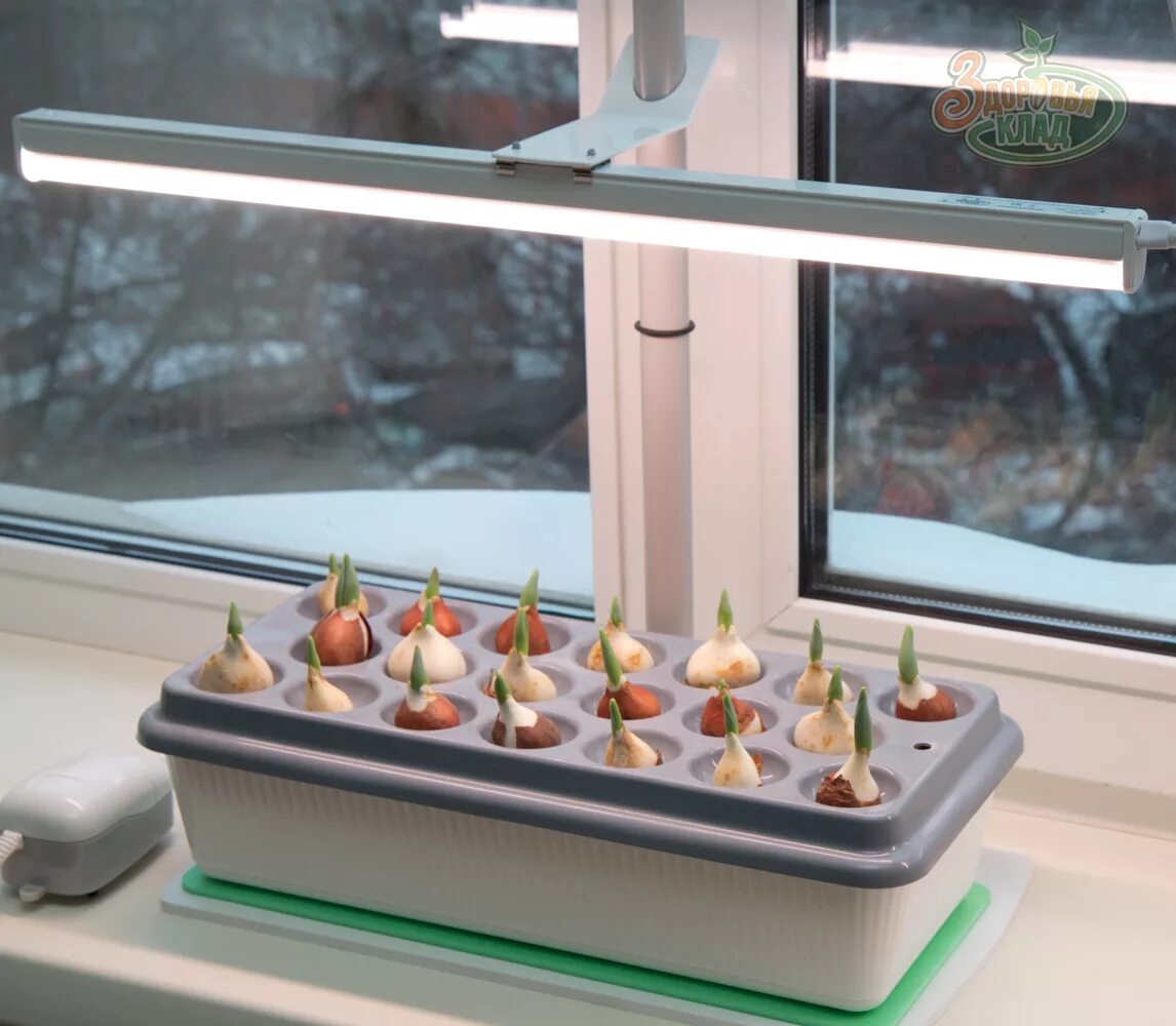 лампы для рассады на подоконнике отзывы. фитолампы для растений. фитолампа для растений home garden goods 20 вт. фитолампа - светильник для растений и рассады 600мм (glf1-600-8bt-fito). фитосветильники для рассады светоспектр.