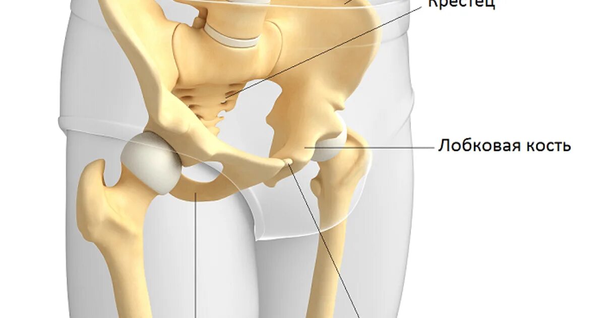 Лобковая область мужчины. Травматический симфизит. Лобковая кость симфиз. Артроз симфиза лобковых костей. Лобковый симфиз и лонное сочленение.