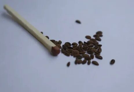 Семена синяка