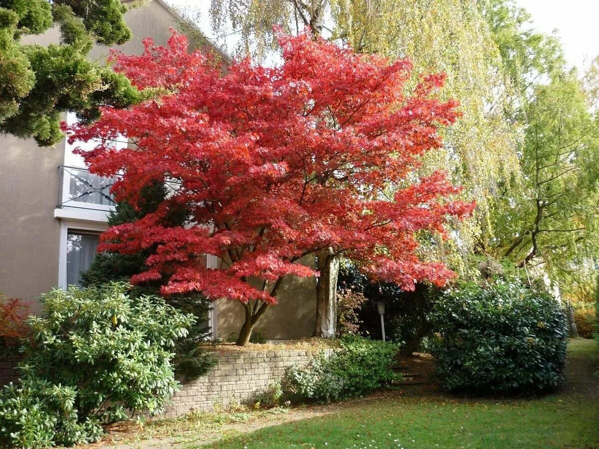 Красивое небольшое дерево. Японский клен Гиннала. Клен Гиннала дерево. Клен красный Гиннала. Клен Гиннала цветение.