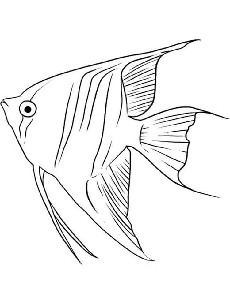 Контур рыбка Скалярия. Скалярия аквариумная рыбка раскраска. Рыбка Скалярия раскраска. Рыбка Скалярия рисунок. Нарисовать рисунок рыбу