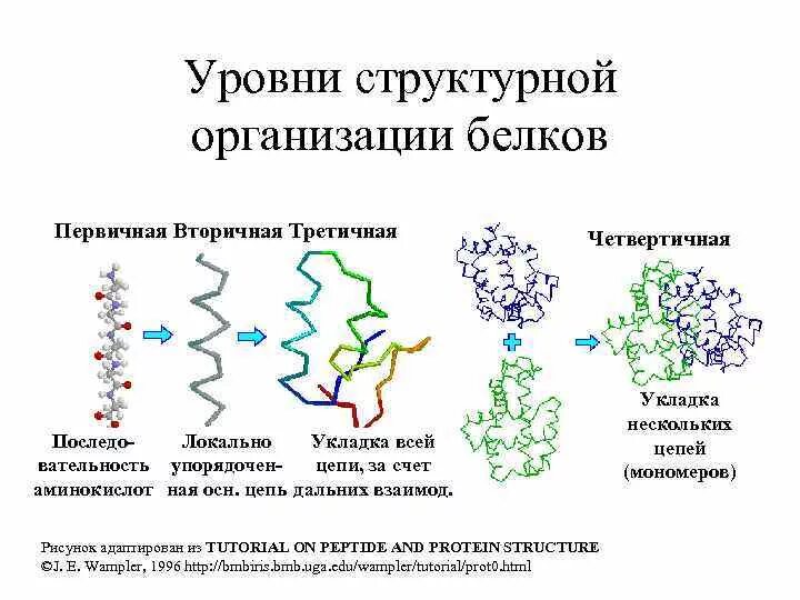 Строение первичной и вторичной структуры белка. Структура белков первичная вторичная третичная четвертичная таблица. Белки первичная структура вторичная третичная. Структура белка первичная вторичная третичная четвертичная таблица. В организации белковых