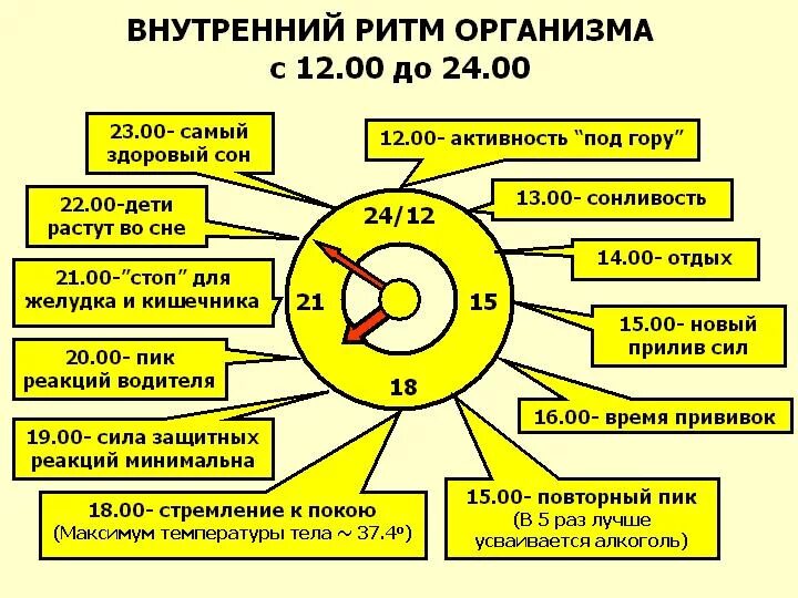 Схема работы органов человека по часам суток. Циркадные циклы человека , биологические часы. Цикл работы внутренних органов. Биоритмы внутренних органов человека по часам.