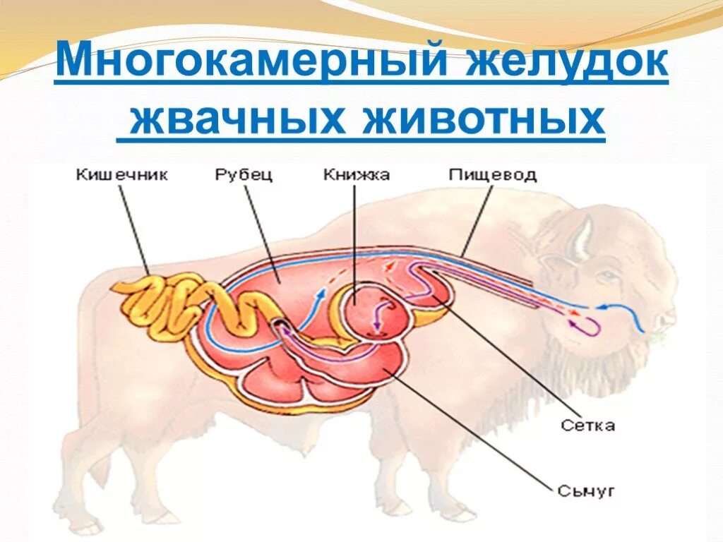 Строение многокамерного желудка жвачных. Строение пищеварительной системы жвачных животных. Пищеварительная система жвачных млекопитающих. Строение многокамерного желудка жвачных млекопитающих. Гипотония преджелудков