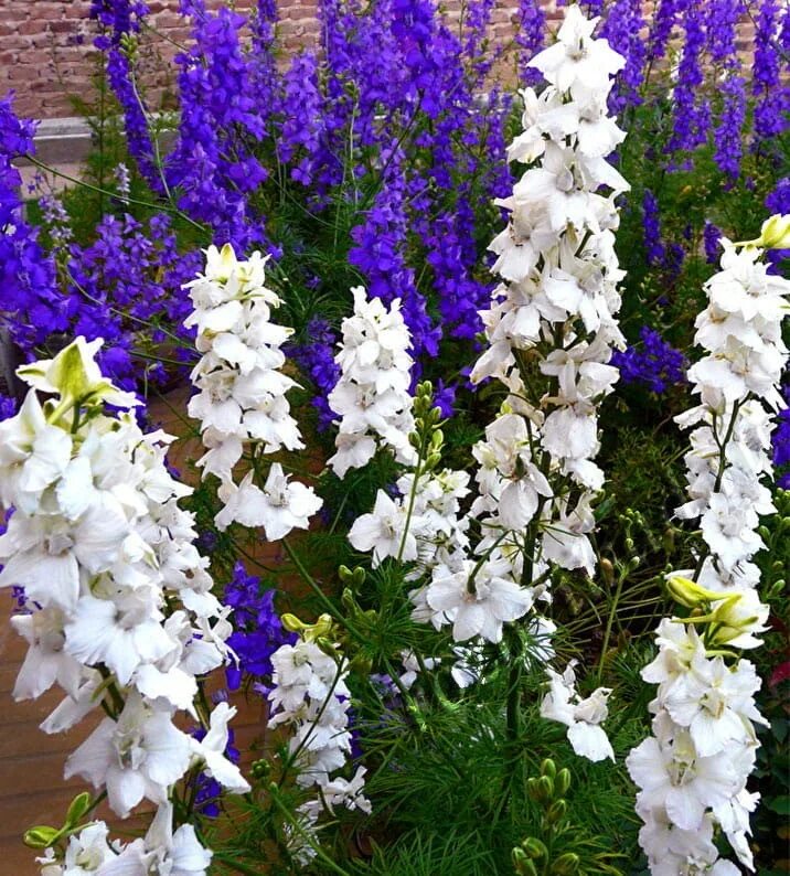 Дельфиниум рассада. Новозеланский дельфиниум. Когда сажать дельфиниум на рассаду. Дельфиниум портофино. Рассада однолетнего дельфиниума.