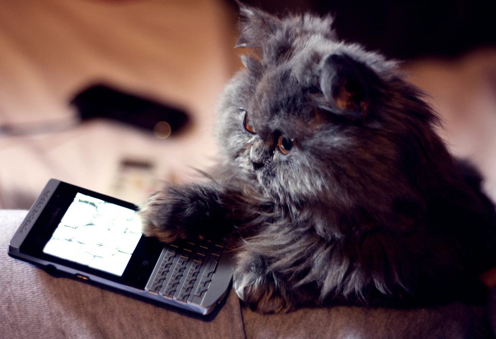 Телефон кошка фото
