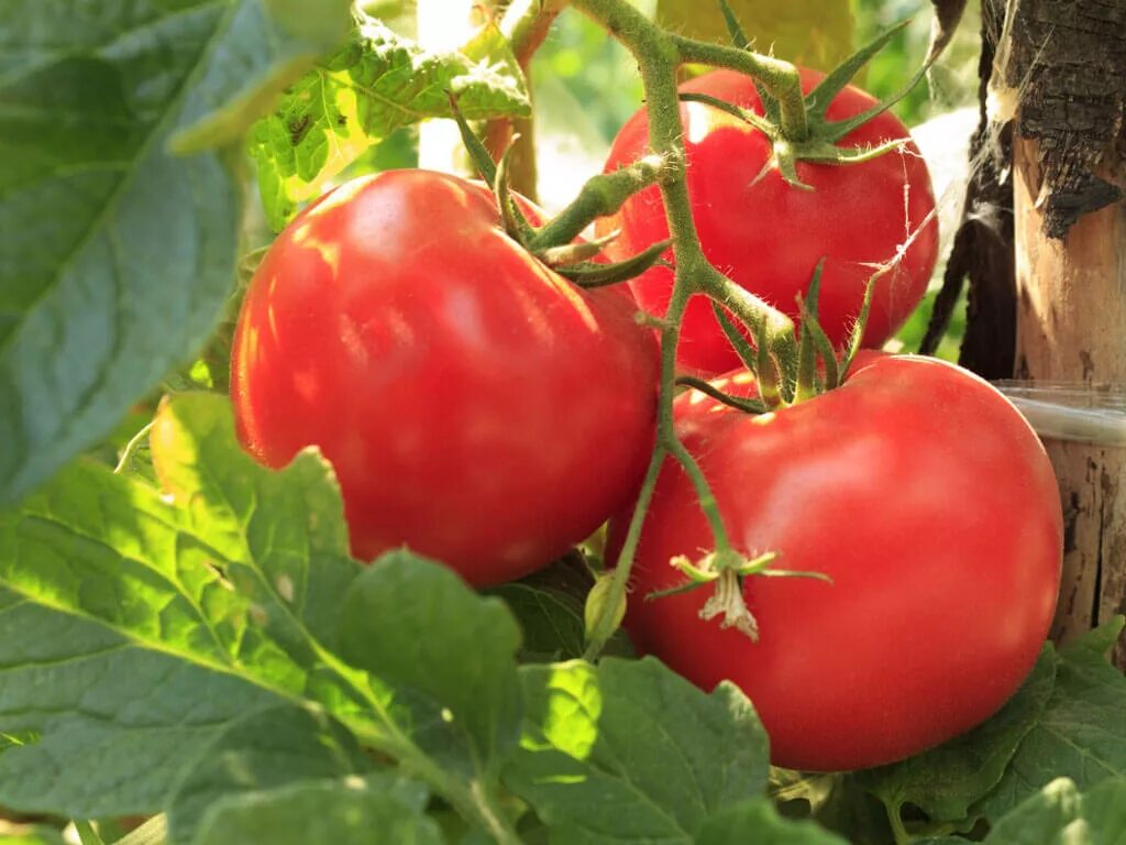 Розовые томаты для теплицы. Томат красная гвардия f1. Сорт томата Парадайз. Томат Беатрис f1. Гибрид Верлиока томат.