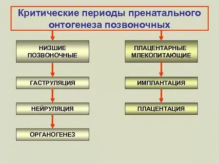 Критические периоды онтогенеза