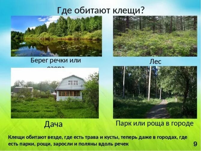 Где клещи в городе. Клещи в лесу где живут. места обитания клещей. клещ где обитает.