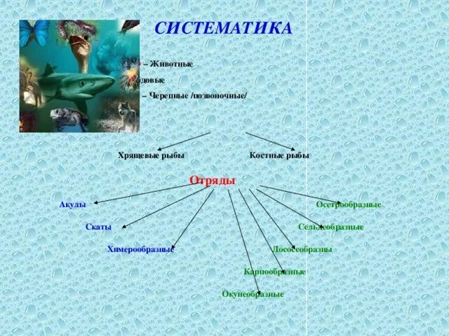 Класс костные рыбы подклассы. Отряды костных рыб схема. Семейства костных рыб таблица. Семейство отряда окунеобразные схема. Урок классы рыб 7 класс