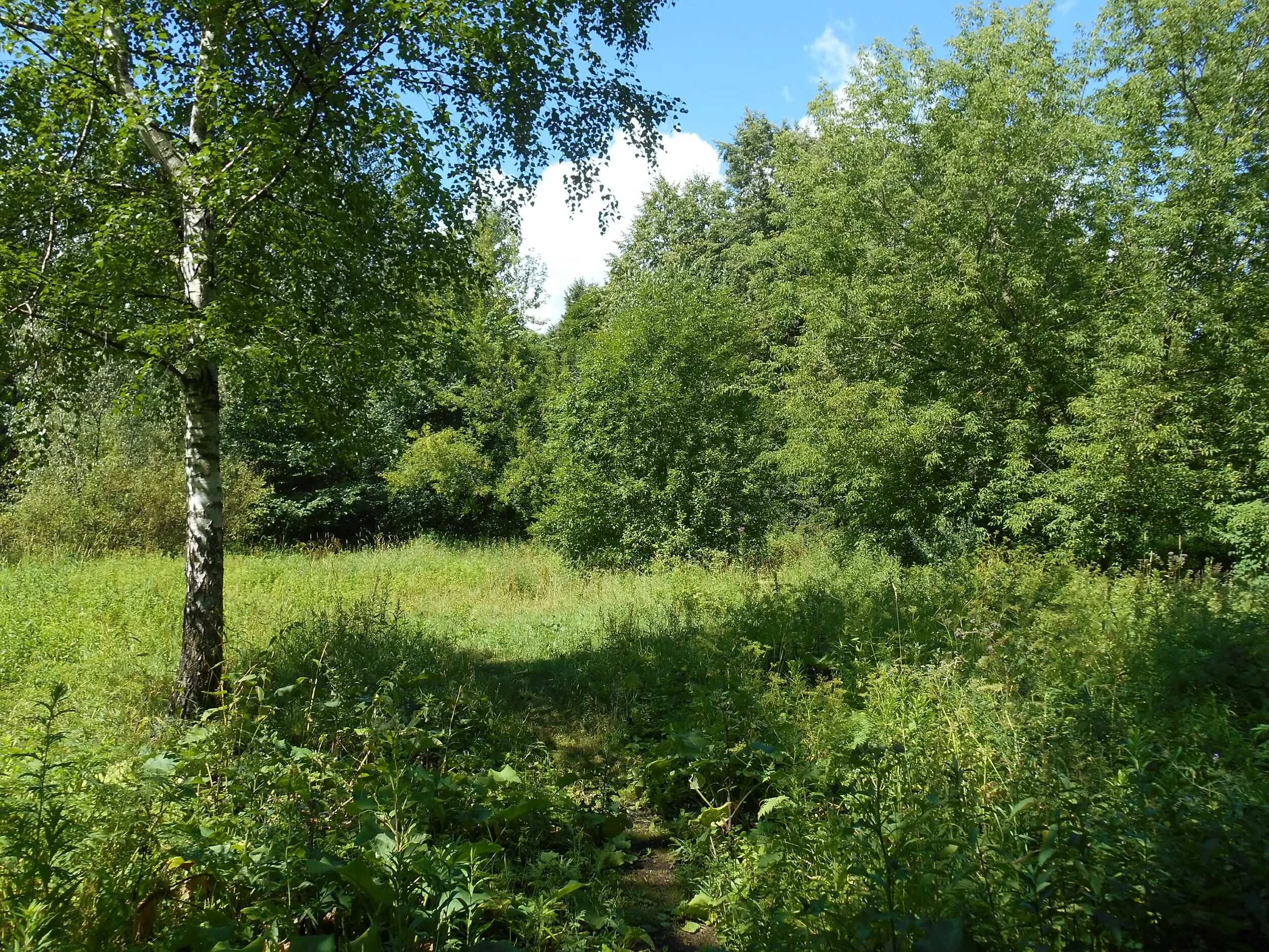 парк цицина москва. растительный мир москвы. растительный мир москвы. парк зарядье цветы. природа россии московская область.