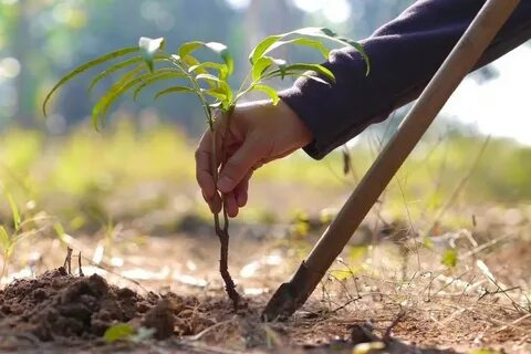 В какое время сажают деревья весной