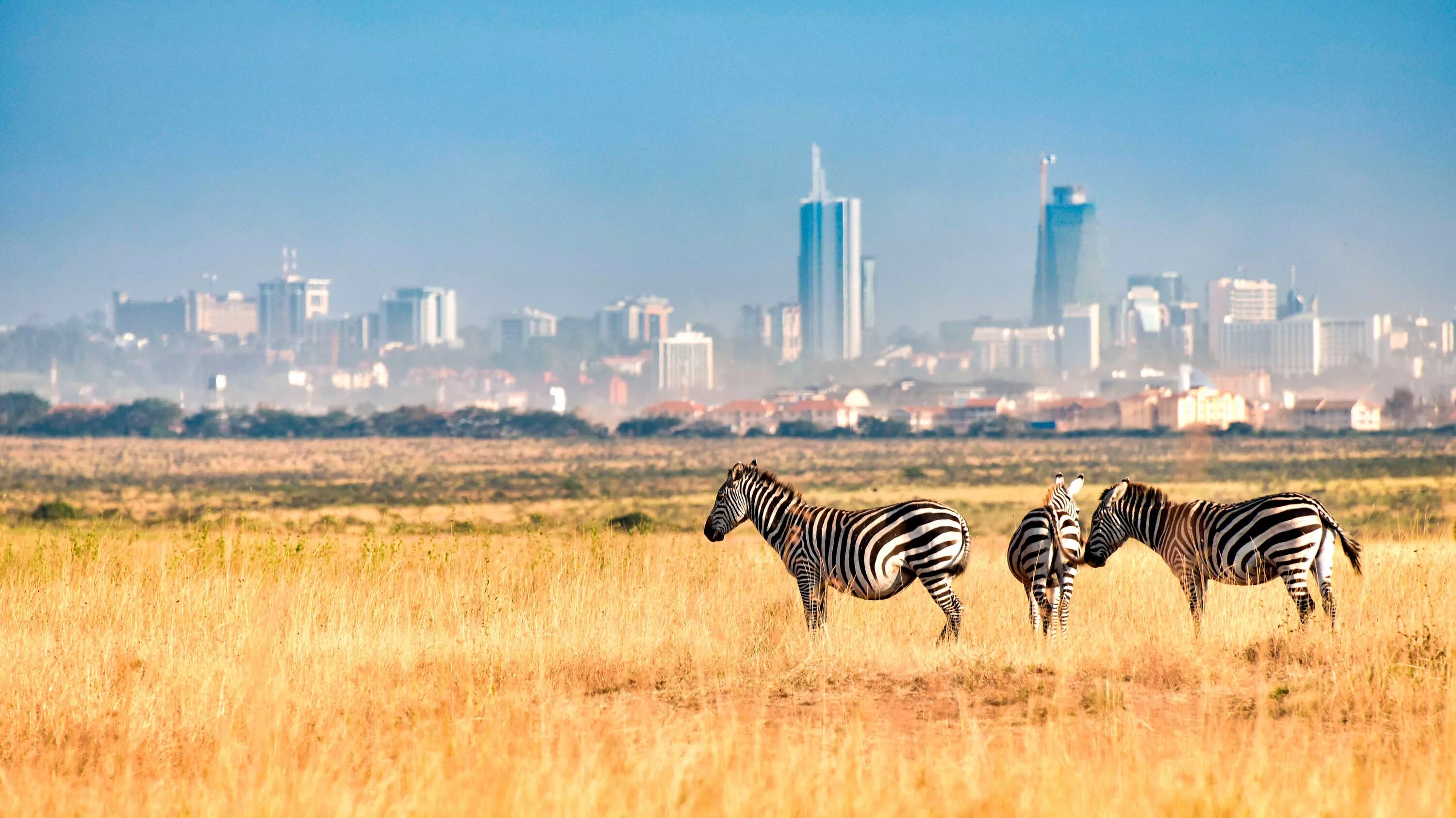 Africa city. Кения парк Найроби. Найроби (столица Кении). Национальный парк Найроби в Африке. Африка Кения Найроби.