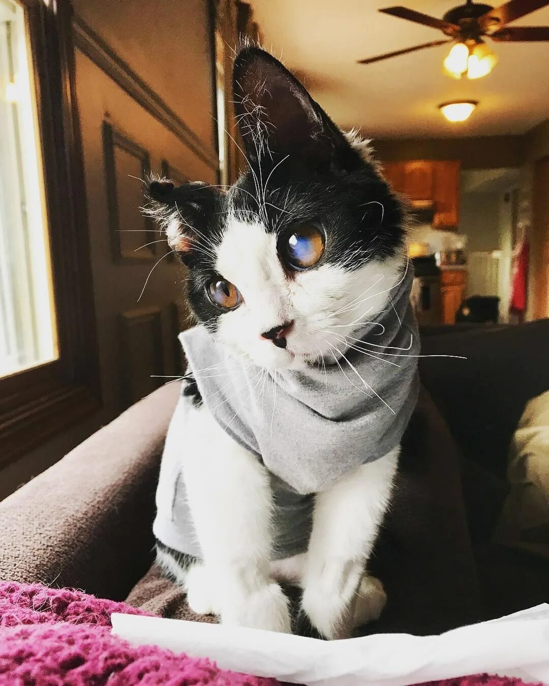 Кот необычной окраски. Кот необычной окраски. Американская короткошерстная кошка трехцветная. Смешной кот. Необычные коты.