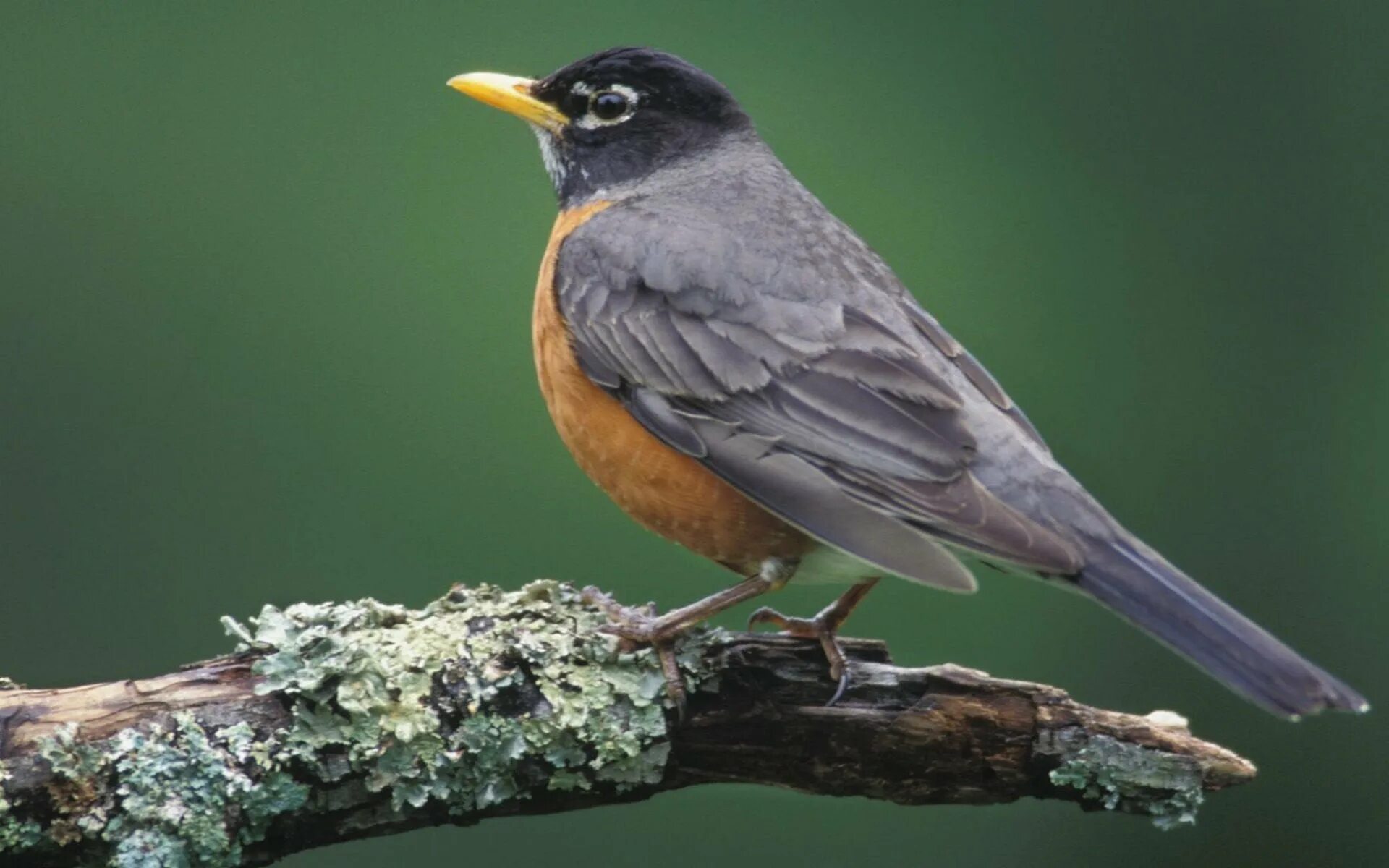 American birds. Зарянка горихвостка. Птицы Зарянка Зяблик Дрозд. Птичка американская горихвостка. American Robin птица.