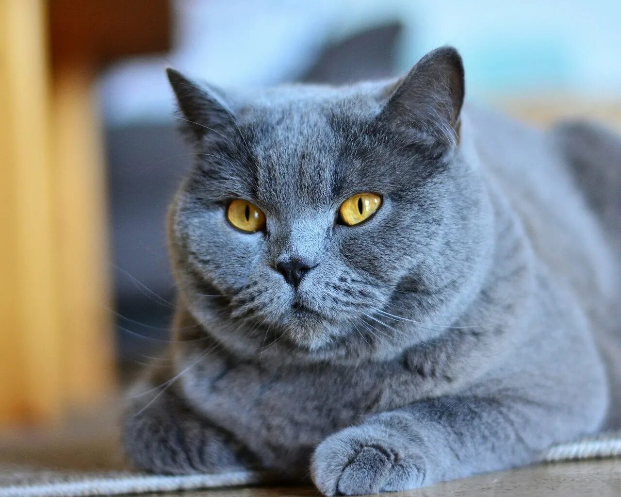 Французская кошка. Британская кошка шартрез. Британская короткошёрстная кошка шартрез. Порода кошки шартрез картезианский. Порода кошек шартрез.