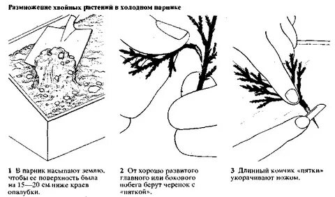 Для хвойных растений характерно размножение