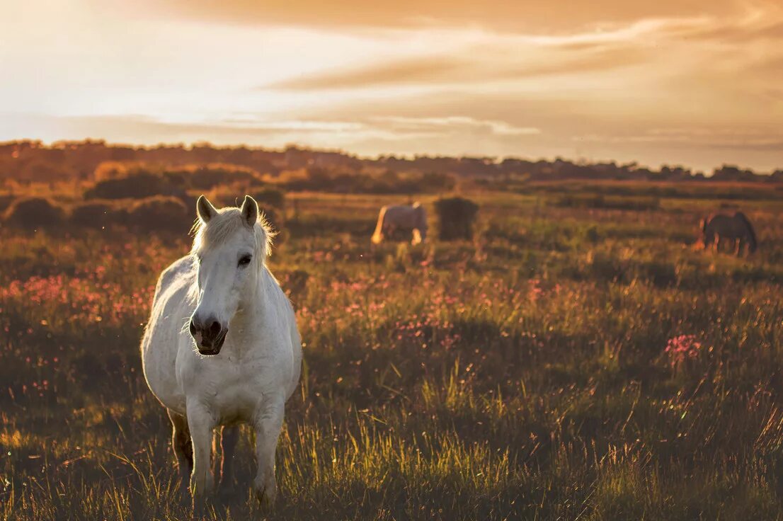 Лошадь в поле. Белая лошадь в поле. Лошадка в поле. Loschadi v Pole.