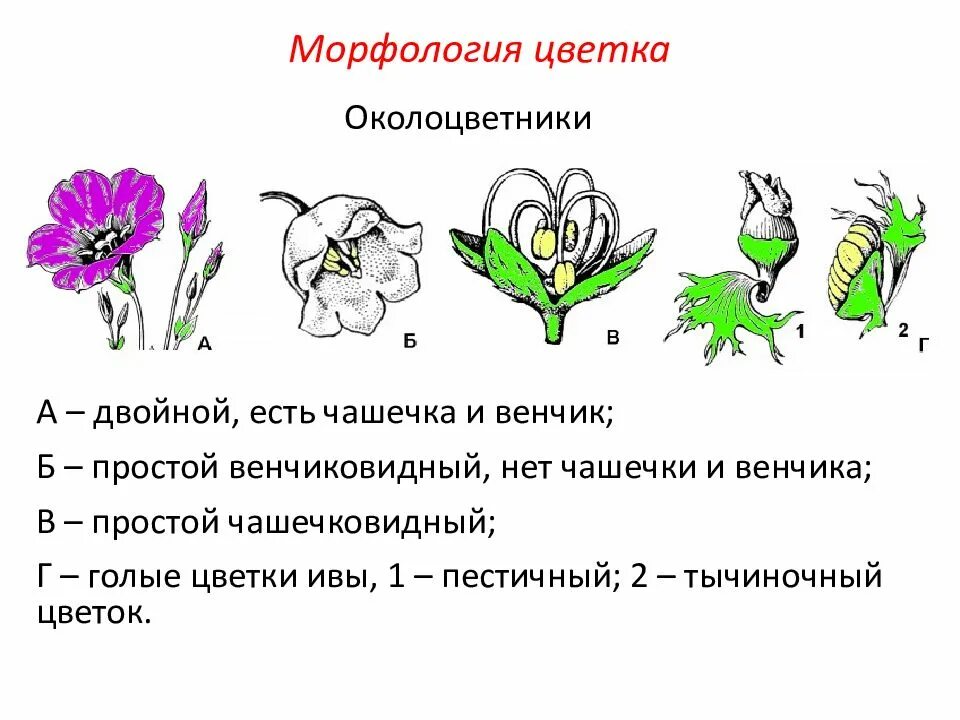 Морфология генеративных органов цветок. Генеративные органы чашечка венчик. Околоцветник простой венчиковидный чашечковидный. Типы цветков по строению околоцветника.