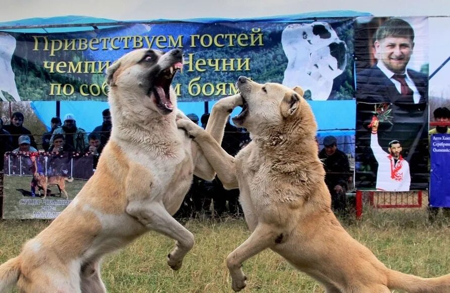 Собаками чечне. Большая чеченская собака. Кавказский волкодав. Собака кадырова. Алабай рамзана кадырова.