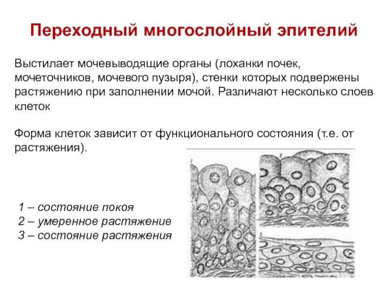 Слои переходного эпителия. Многослойный переходный эпителий мочевого пузыря. Переходный эпителий мочевого пузыря кролика функции. Многослойный переходный эпителий уротелий. Многослойный переходный эпителий функции.