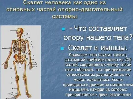 Опора тела