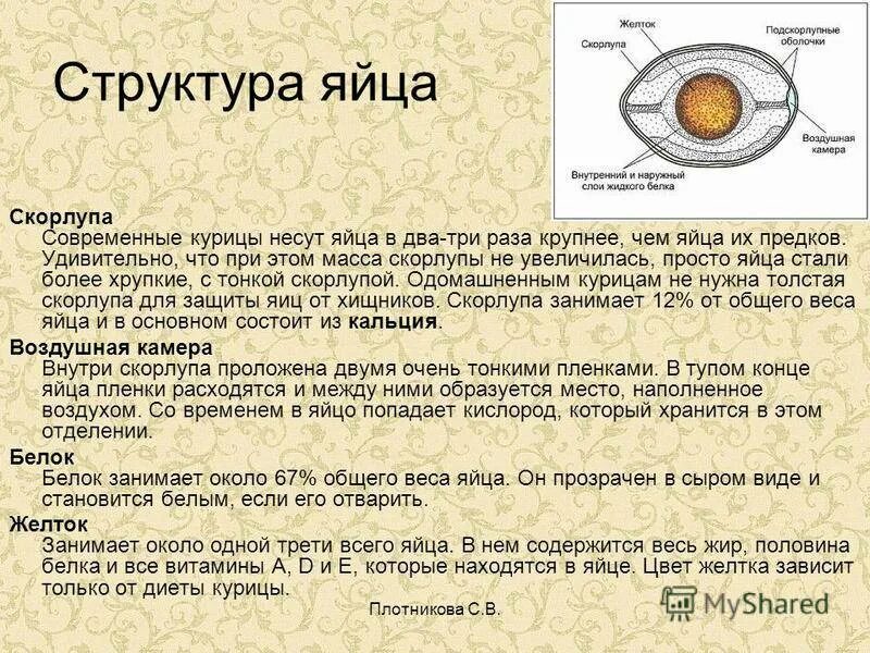 Схема строения яйца птицы. Строение яйца курицы и функции. Строение яйца функции структур. Строение скорлупы яйца. Яички образуют