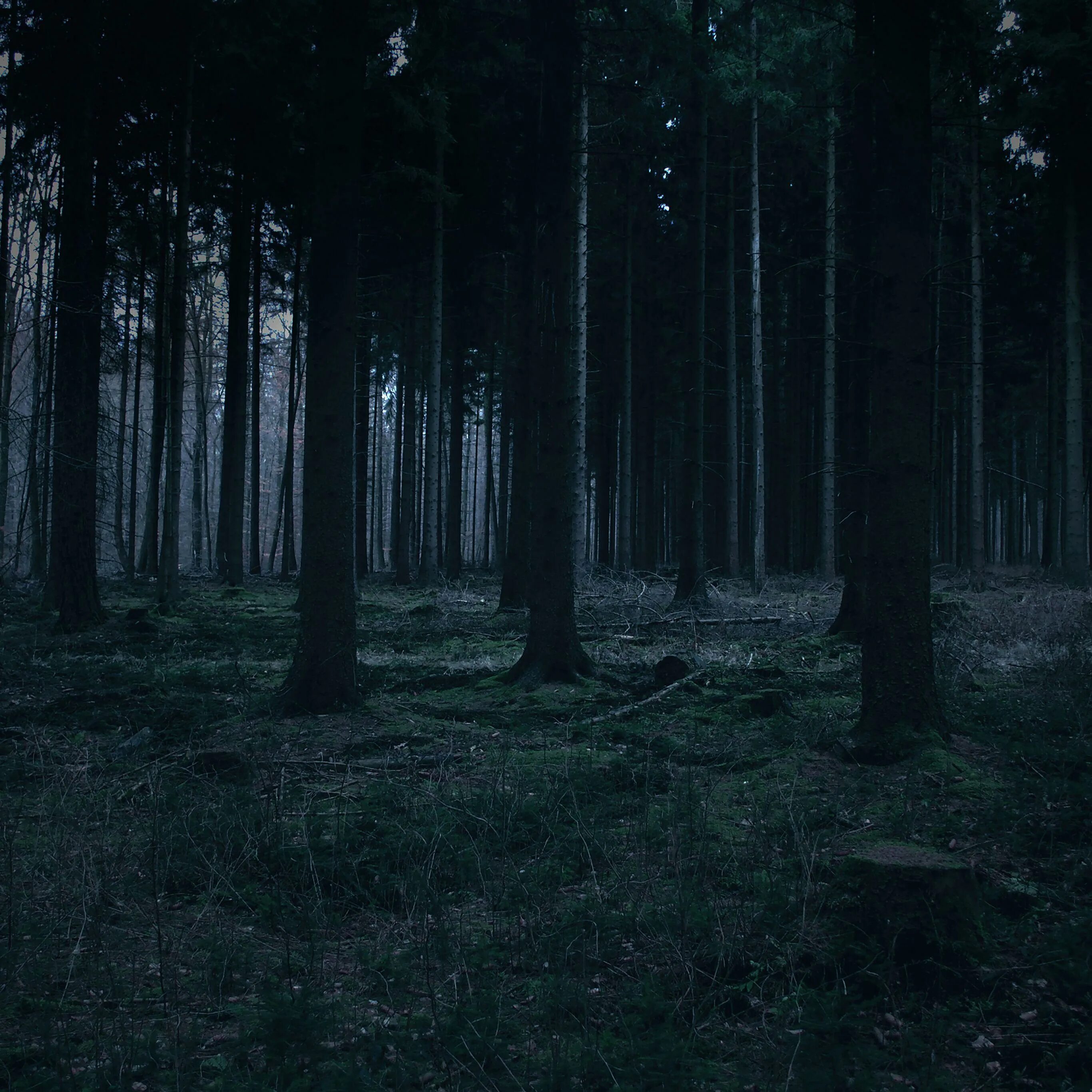 Темно ну. Ночной лес. Мрачный лес. «Ночь в лесу». Темный лес ночью.