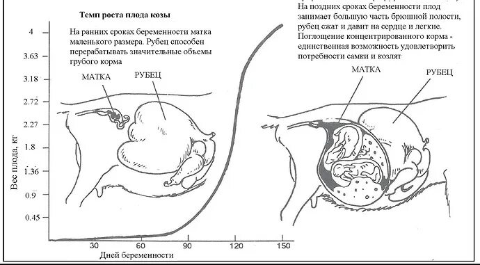 Беременность коз Длительность. Срок беременности козы. Таблица беременности коз. Расположение плода у козы. Животное определяющее беременность