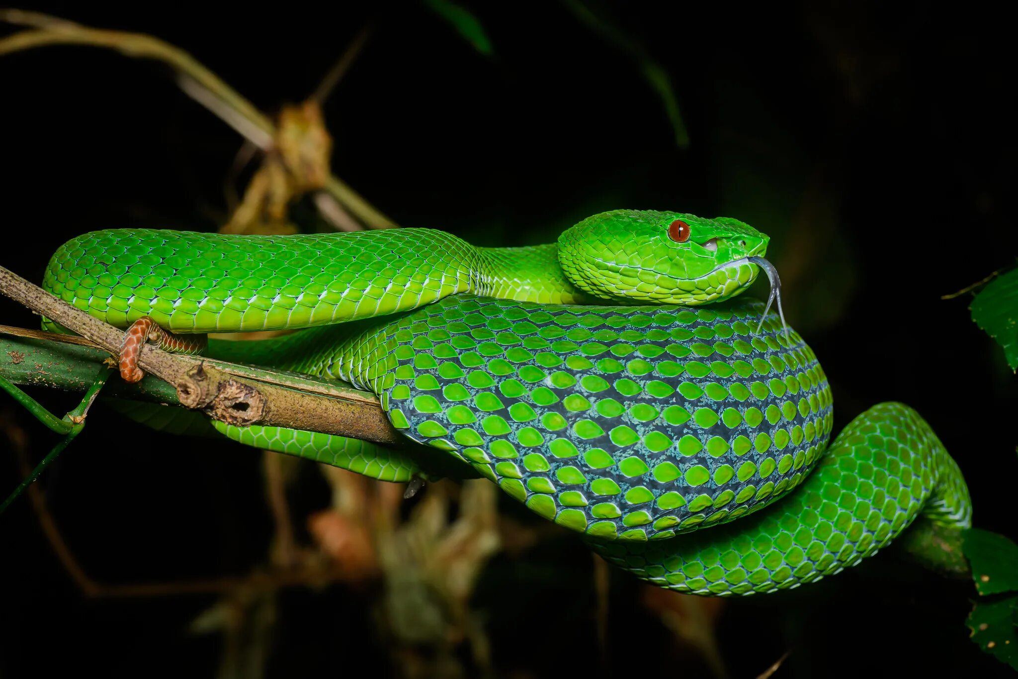 Что змея ночью обнаружит на более удаленном. Зеленая куфия змея. Храмовая куфия змея. Куфия Джордана. Trimeresurus popeiorum.