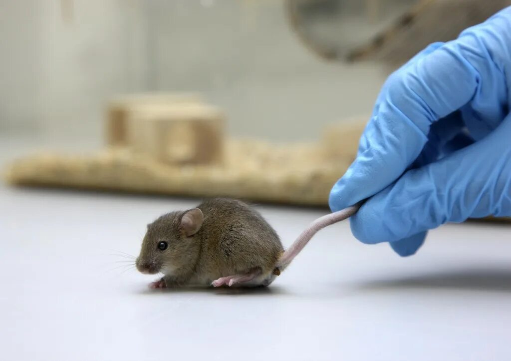 Прививка от грызуна. Крысы в лаборатории. Мыши мутанты по цвету.