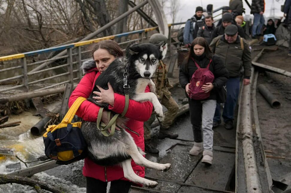 Спасение животных в 4 к