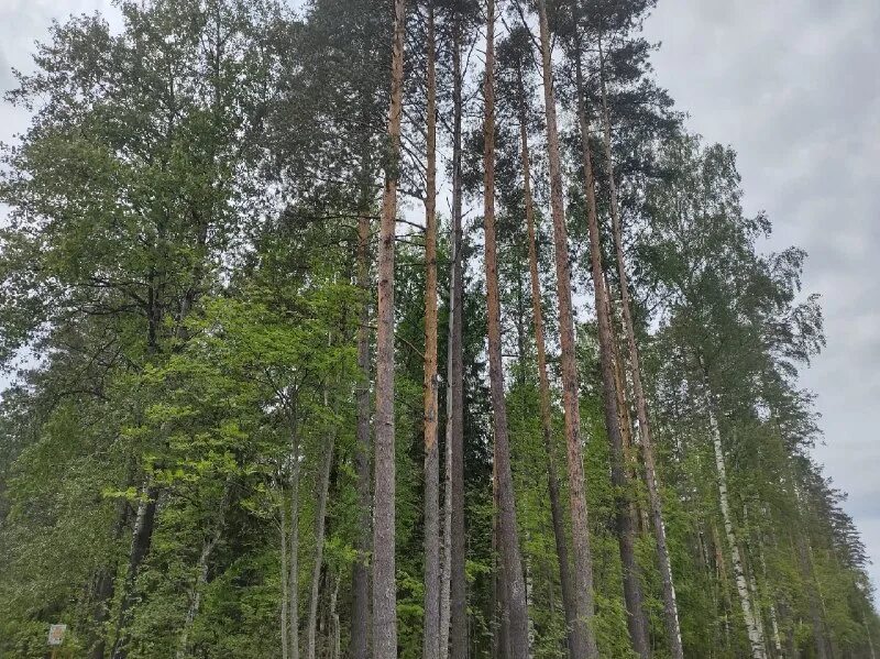 учебно опытное лесничество г п ульяновка. учебно-опытное лесничество ульяновка. учебно-опытное лесничество брянской области. емцовский учебно-опытный лесхоз. учебно опытное лесничество г п ульяновка.