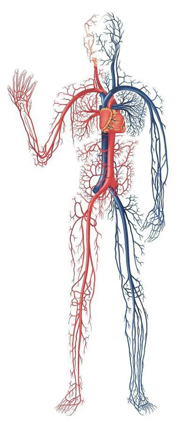 Кровеносные сосуды артерии вены. Артериальная и венозная система. Кровеносная система сердце вены артерии капилляры