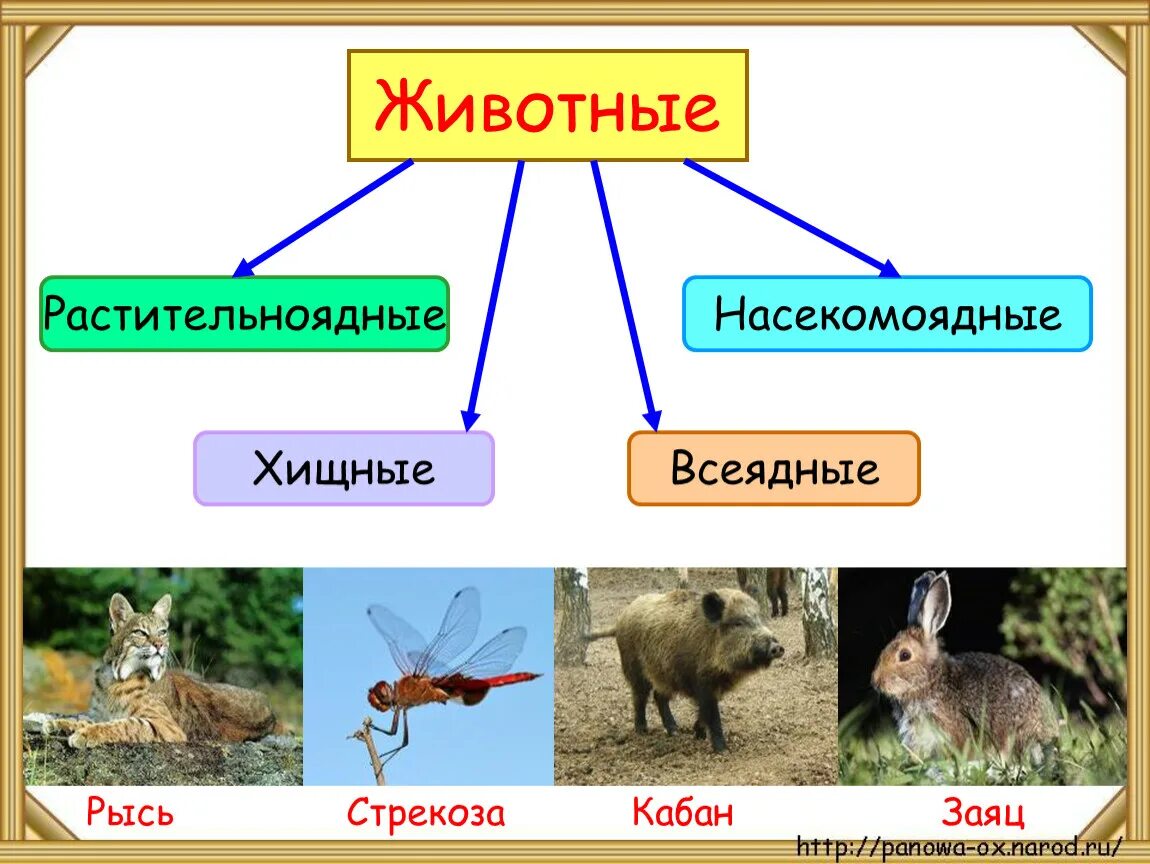 Приведи примеры зверей