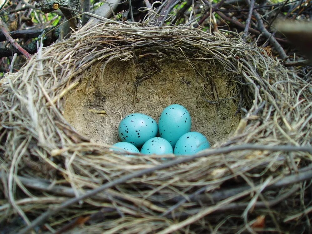 Яйца скворцов фото. Гнездо певчего дрозда. Певчий Дрозд голубые яйца. Яйца певчего дрозда. Птица Ласточка гнездо с яйцами.
