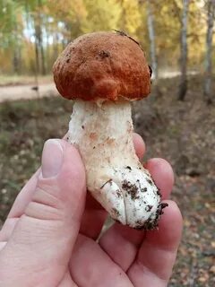 Грибы татарстана фото